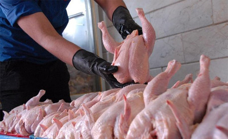 مرغ سایز برای مصرف کننده و تولیدکننده مقرون به صرفه تر است.